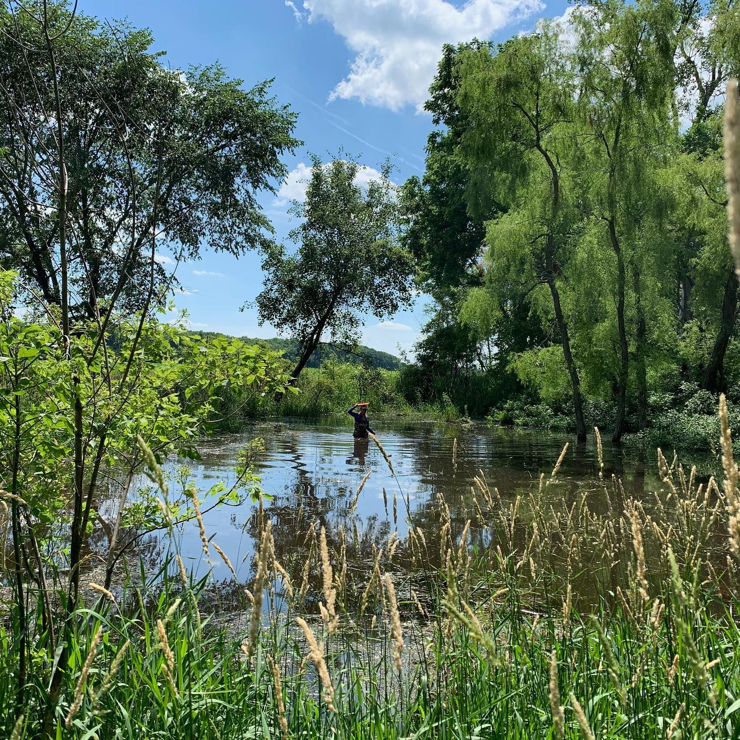 wetland monitoring EGLE