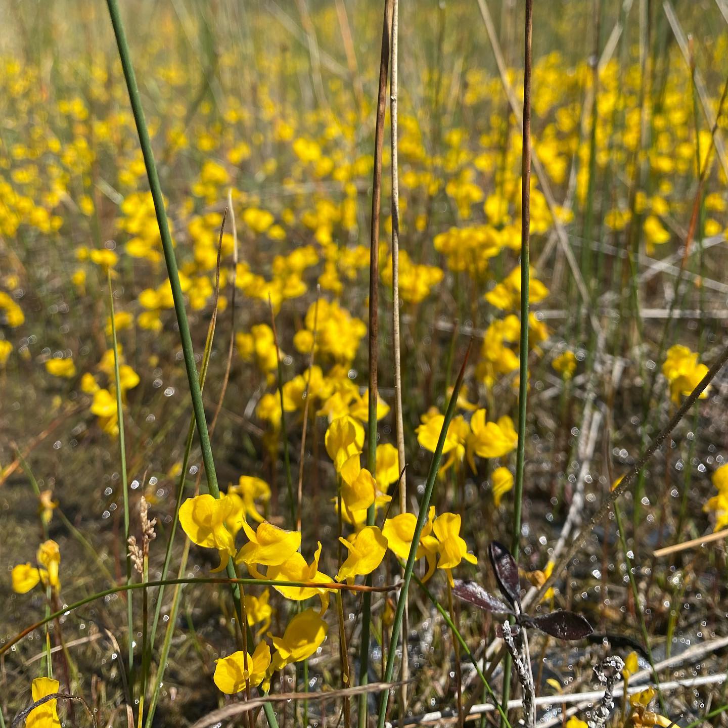 horned bladderwort Utricularia cornuta