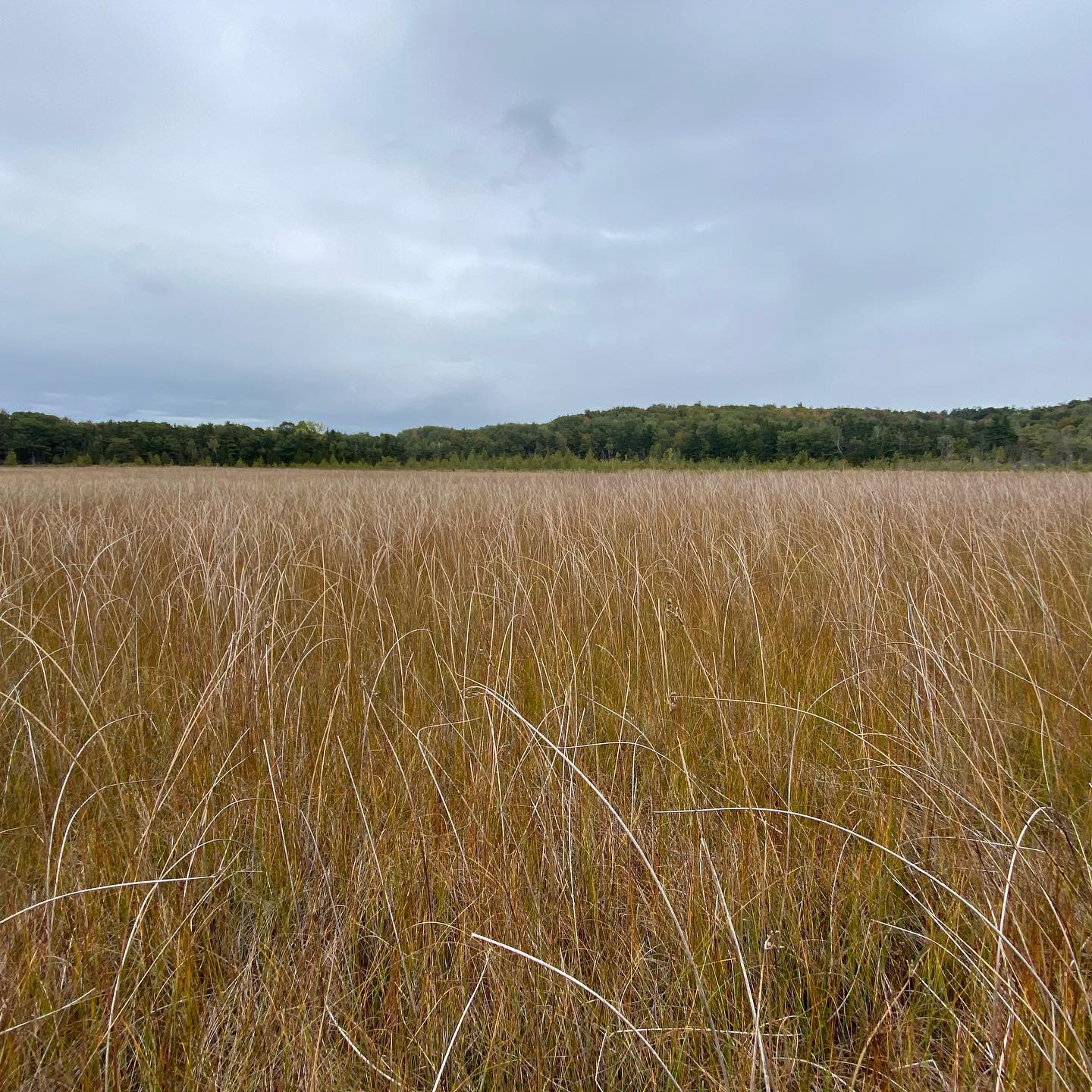 northern wet meadow