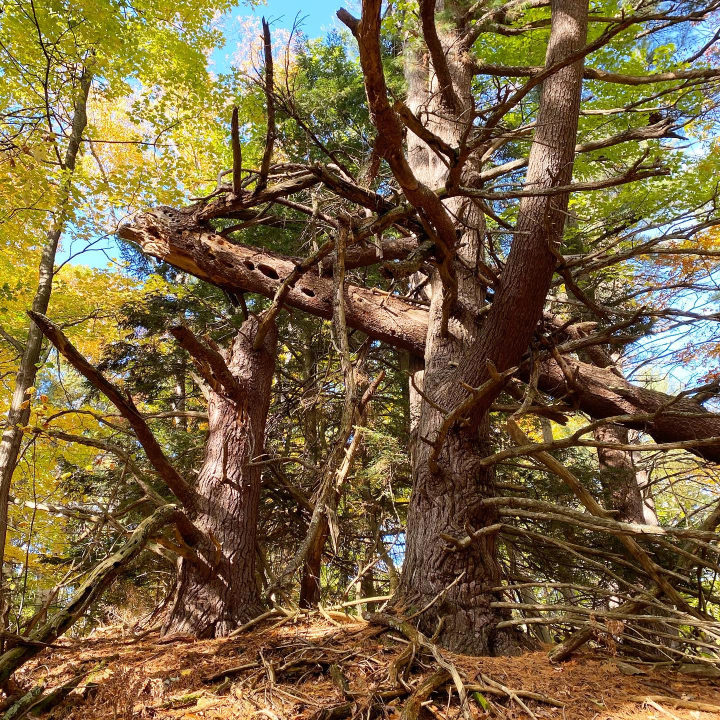 white pine, Pinus strobus