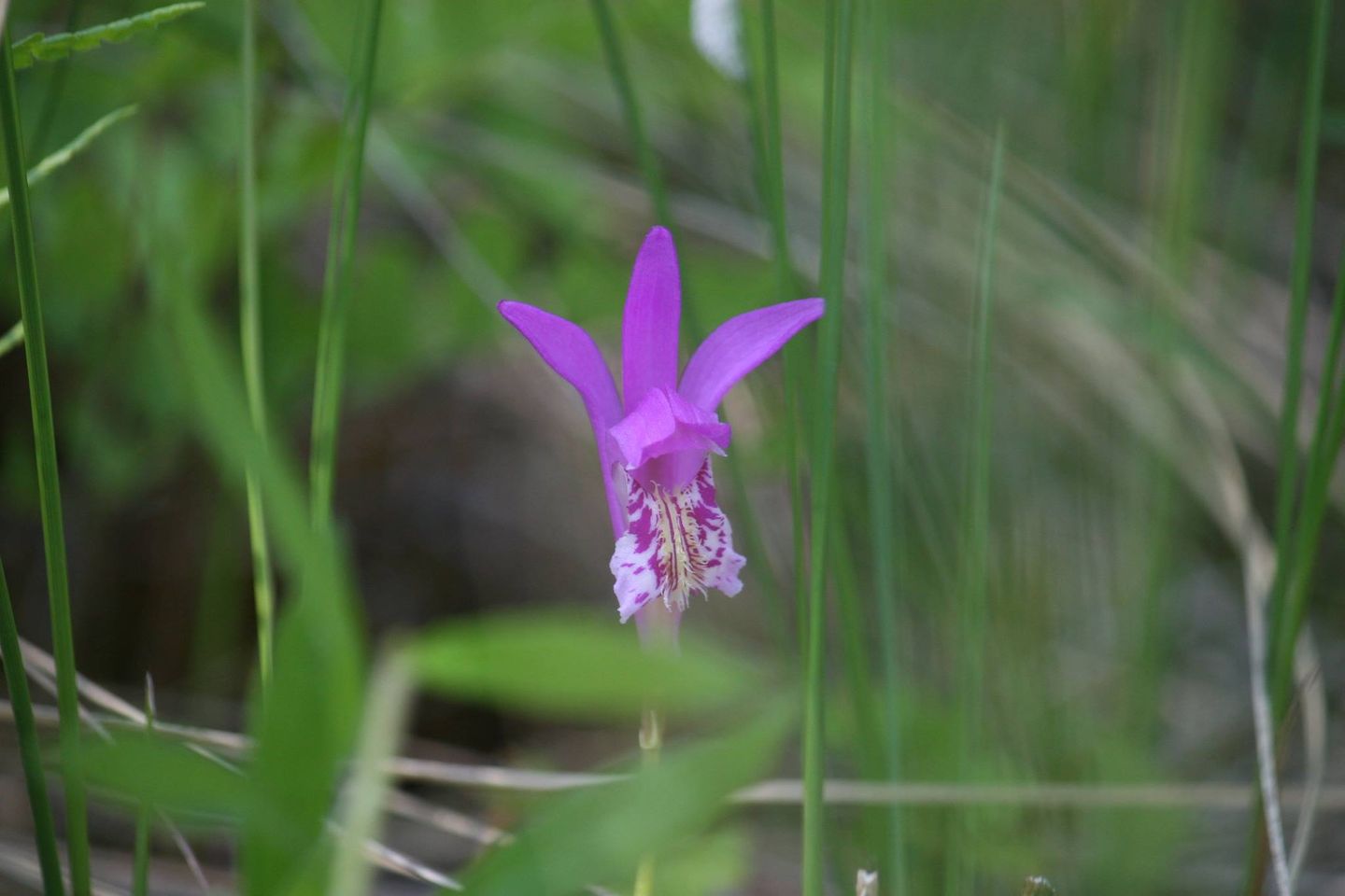 Dragon's mouth orchid, Arethusa bulbosa