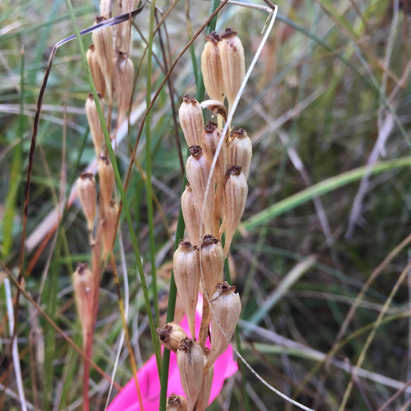 Liparis loesellii seed collection for North American Orchid Conservation Center