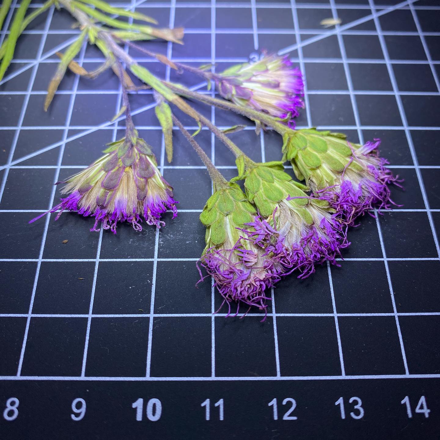 Liatris cylindracea, CYLINDRICAL BLAZING-STAR pressed herbarium voucher