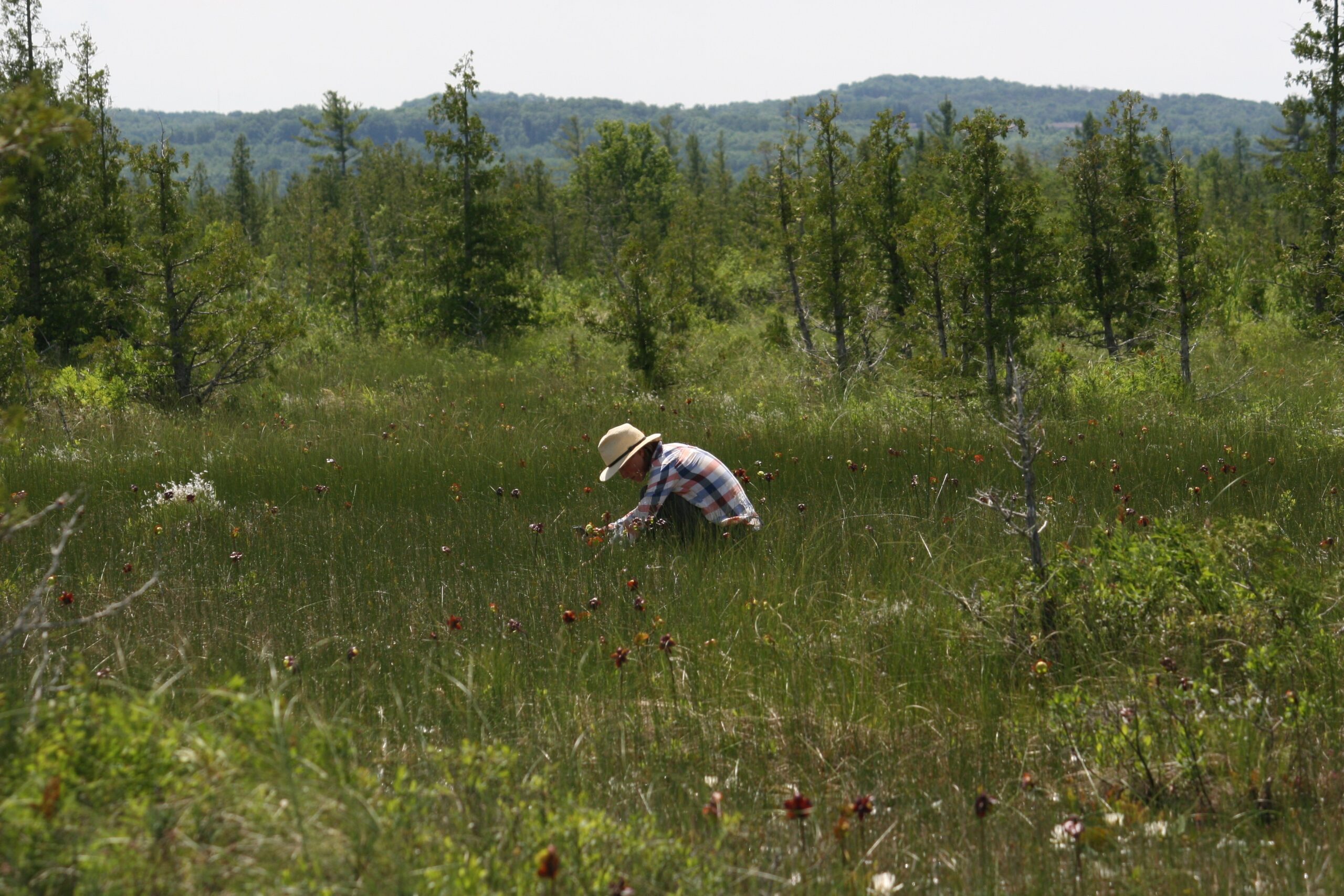 Surveying graminoids in a northern fen
