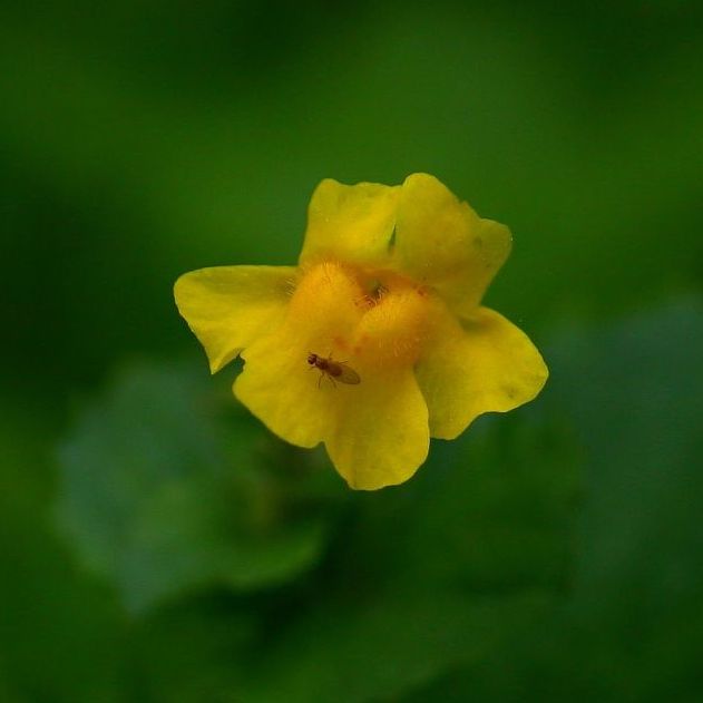 Michigan monkey-flower with pollinator