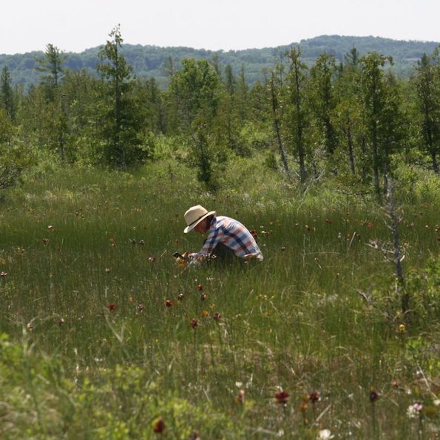 Botanical field surveys in a northern fen