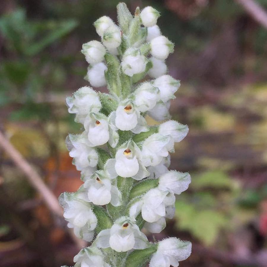 Goodyera oblongifolia, MENZIES' RATTLESNAKE PLANTAIN