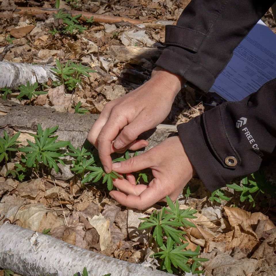 Cardamine concatenata CUT-LEAVED TOOTHWORT instruction