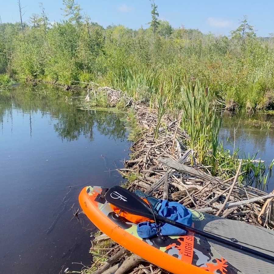 beaver dam on stream survey