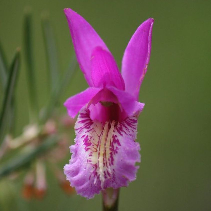 Arethusa bulbosa DRAGON'S MOUTH