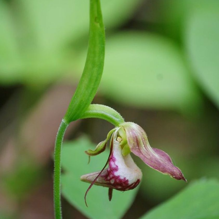 Ram's-head orchid CYPRIPEDIUM ARIETINUM