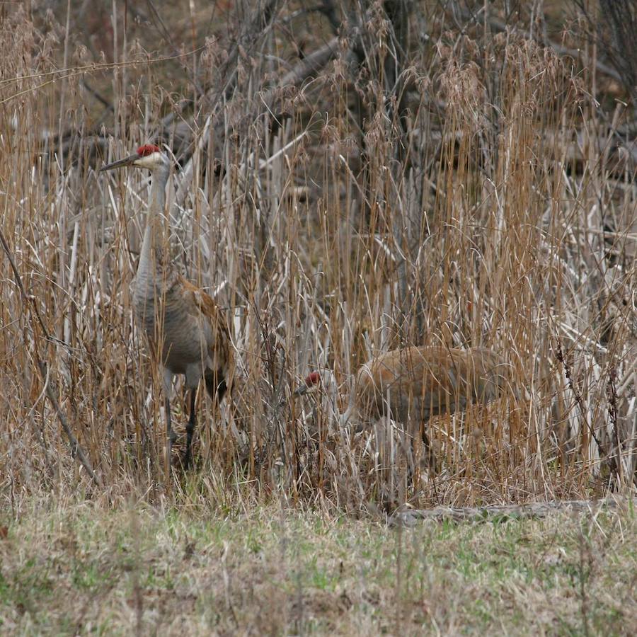 sandhill cranes