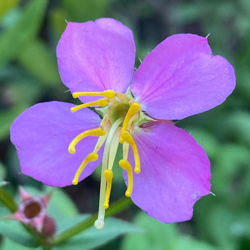 meadow-beauty, Rhexia virginica