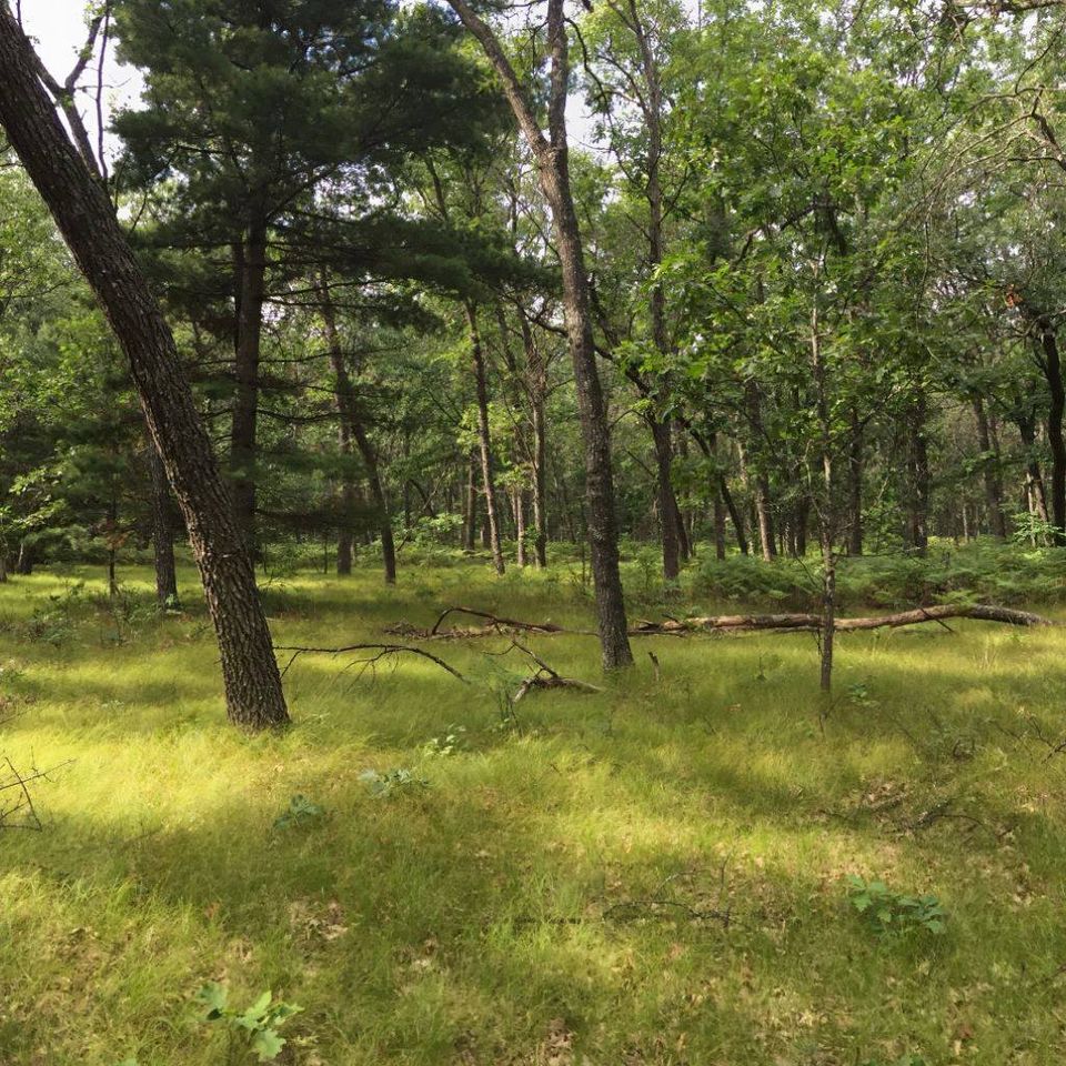 pine-oak barrens